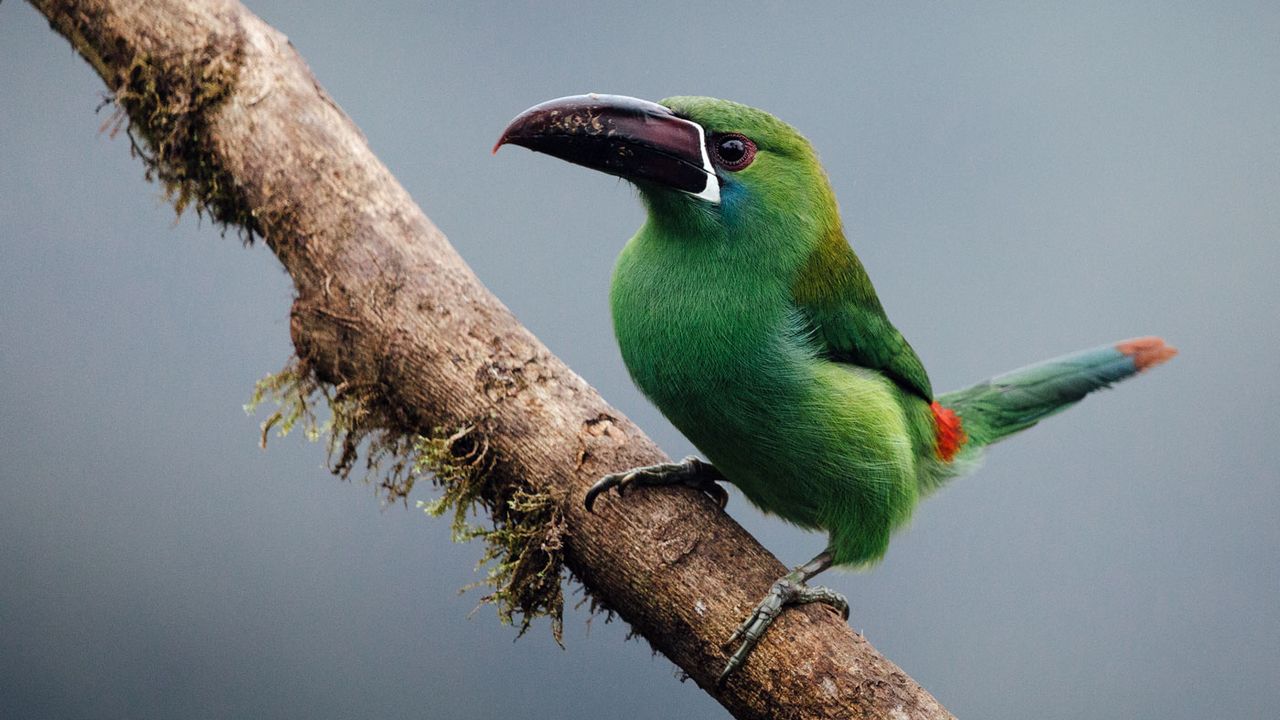 Mashpi Lodge, Ecuador