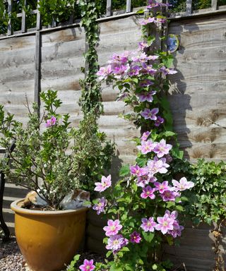 Clematis plants growing up a fence in a garden