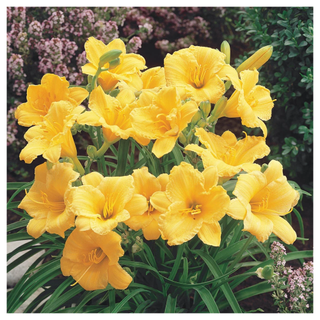 A yellow daylily plant