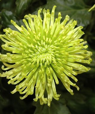 Green ‘Anastasia Green’ chrysanthemum