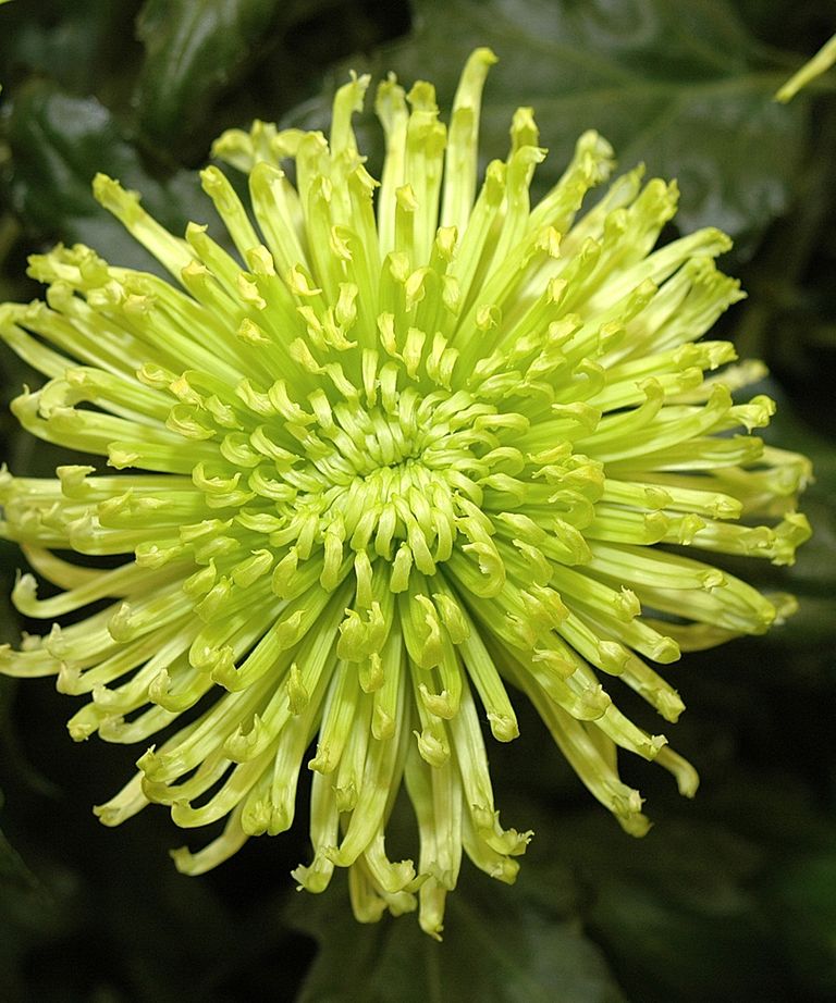 How to grow chrysanthemums expert advice Homes & Gardens