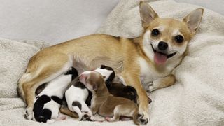 Chihuahua dog with litter of puppies