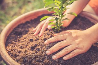 lemon seedling being planted in soil