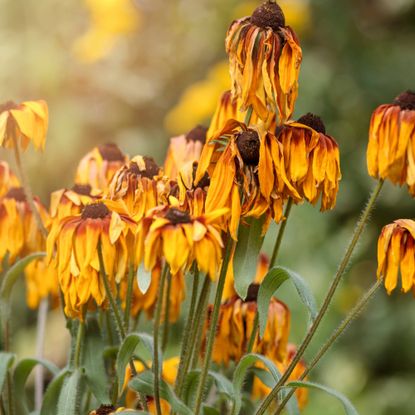 Wilted black eyed susan flowers
