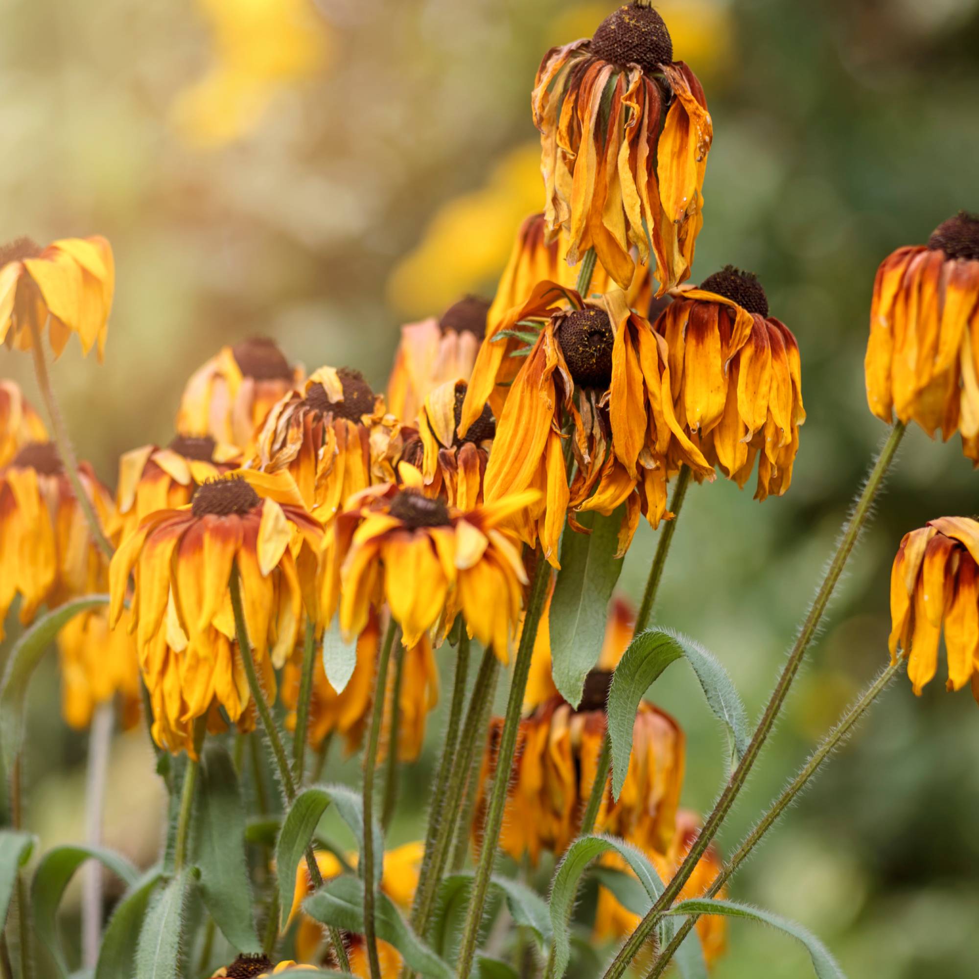 Wilted black eyed susan flowers