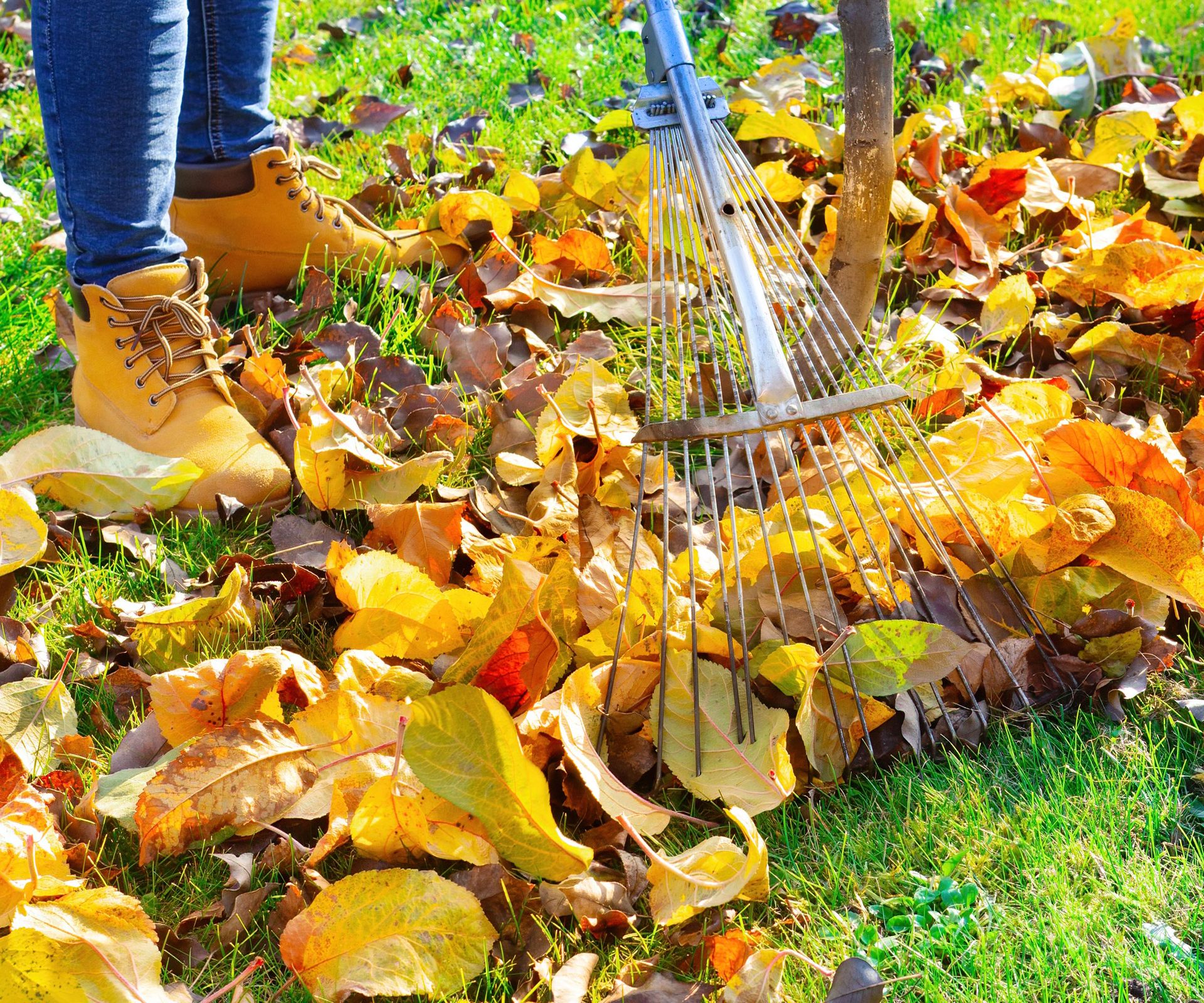 raking leaves from lawn in autumn