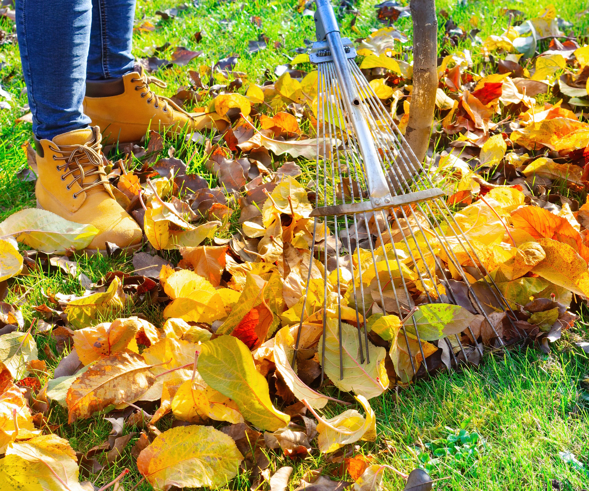 raking leaves from lawn in autumn