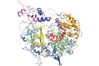 A segment of siRNA (red) guides a "slicer" protein (multi-colored twists and corkscrews) to the target RNA molecules.