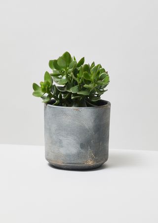Jade plant in a grey pot next to a white wall