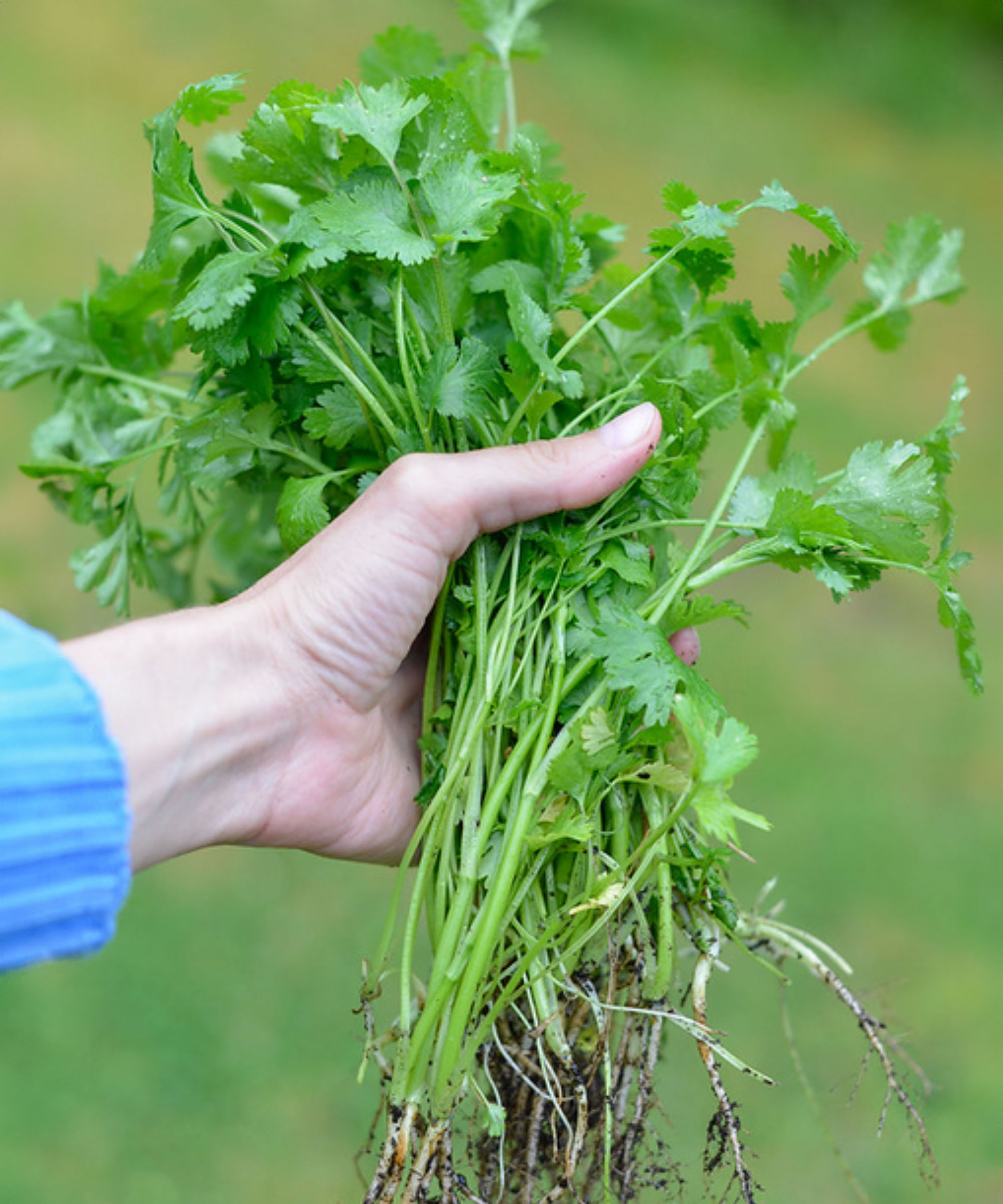 Hands holding a bunch of fresh green cilantro with roots still attached