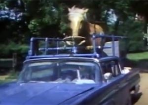 horse-drives-car.jpg
