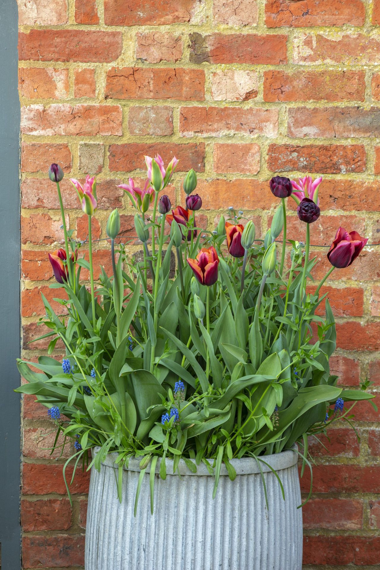 DESIGNER ANGELA COLLINS: CONTAINER WITH TULIPS