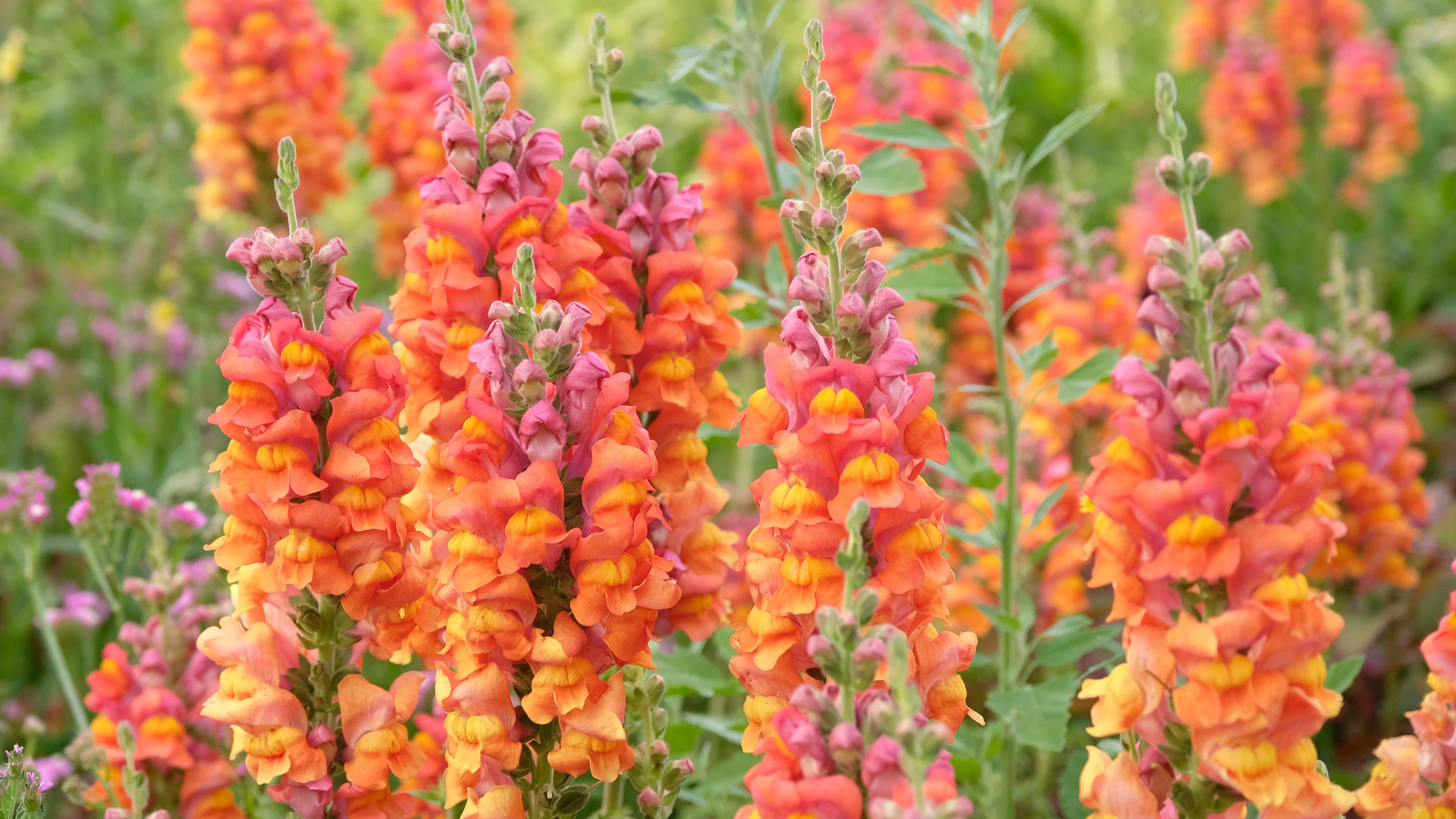 Close up of snapdragon 'potomac orange' in flower.