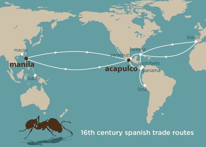 Spanish trade routes in the 16th century that likely spread invasive fire ants around the globe.