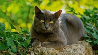 One of the rarest cat breeds, the Chartreux sat outside on a wall