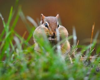 chipmunk in grass