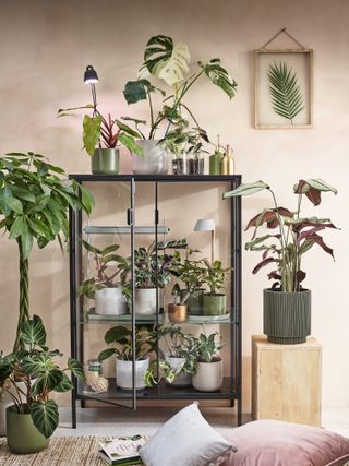 Glass dresser with houseplants by Dobbies