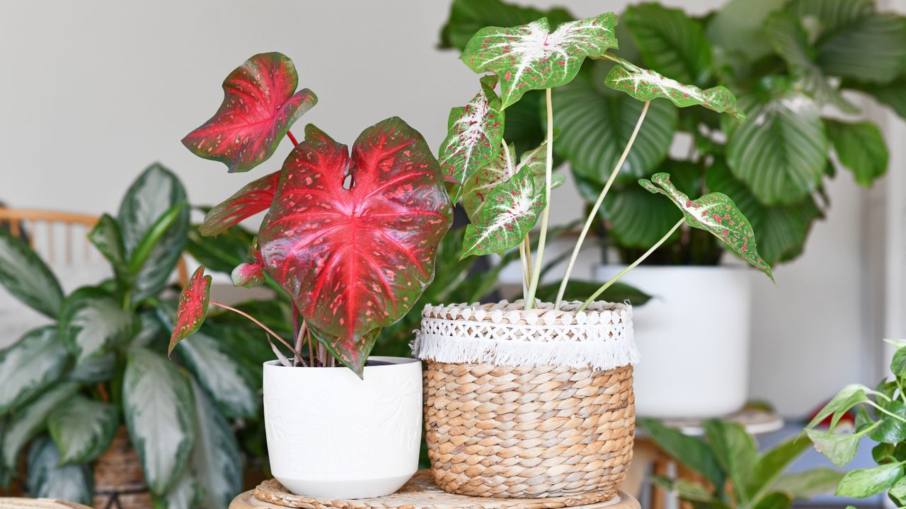 Two different caladiums indoors 