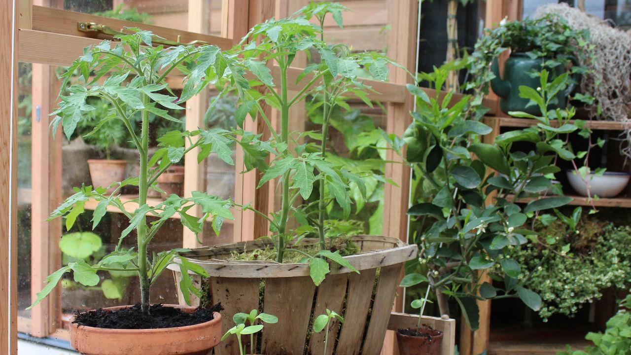 Tomato plant in terracotta pot in greenhouse at Chelsea Flower Show.