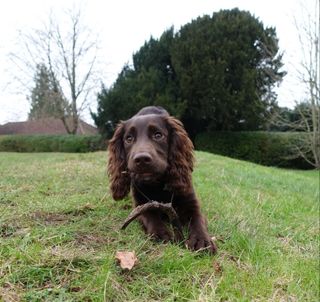 Wilf the cocker spaniel