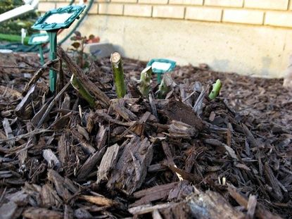 Trimmed Rose Stems Surrounded By Mulch