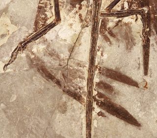 Fossilized feathers from the wing of Microraptor.