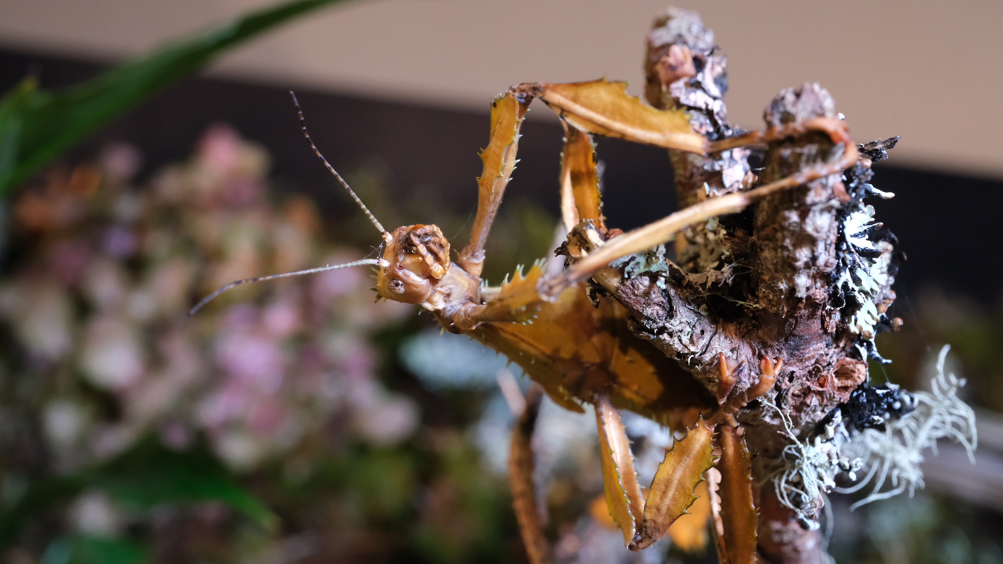 A stick insect crawling on a leaf