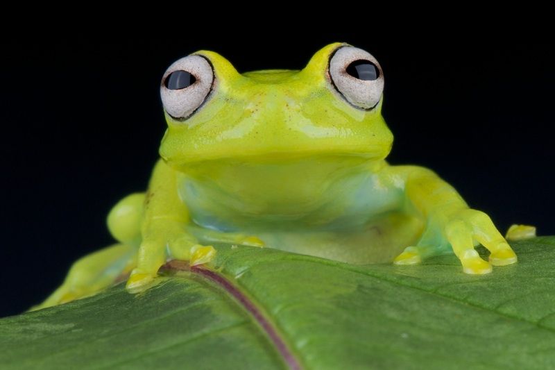 close-up of the face of a glass frog.