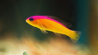 Flashback dottyback in aquarium