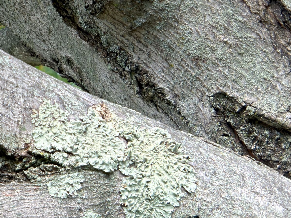 iPhone 17 Pro telephoto Telesin sample.