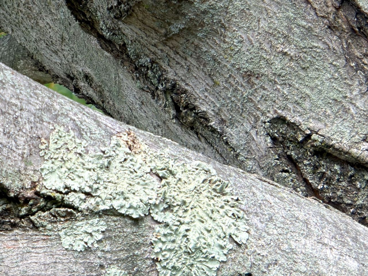 iPhone 17 Pro telephoto Telesin sample.