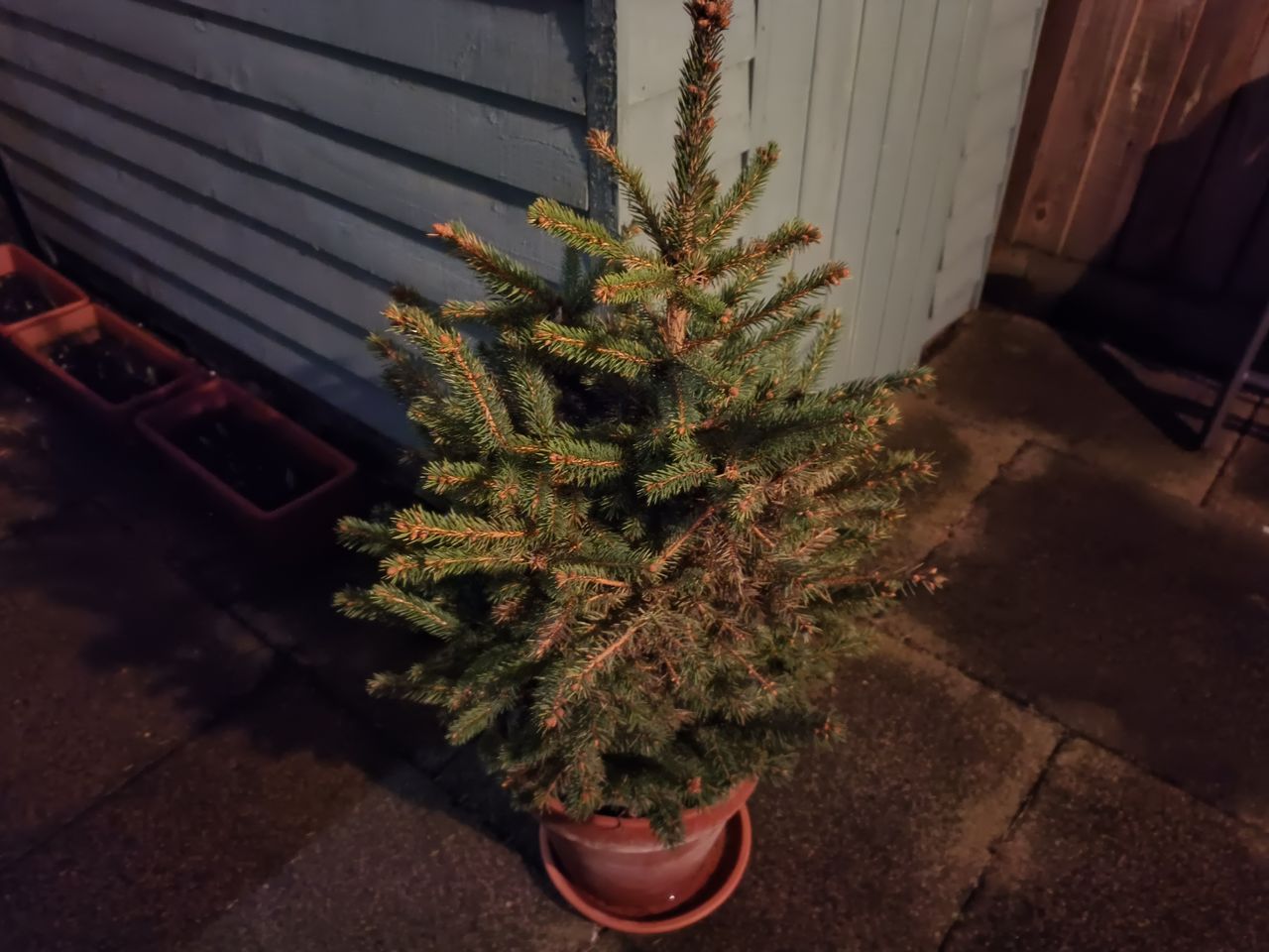 OnePlus Nord CE 2 review: a tree taken in Night Mode