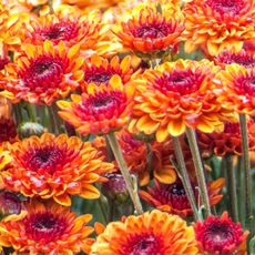 bright orange mums growing in garden border