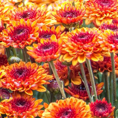 bright orange mums growing in garden border