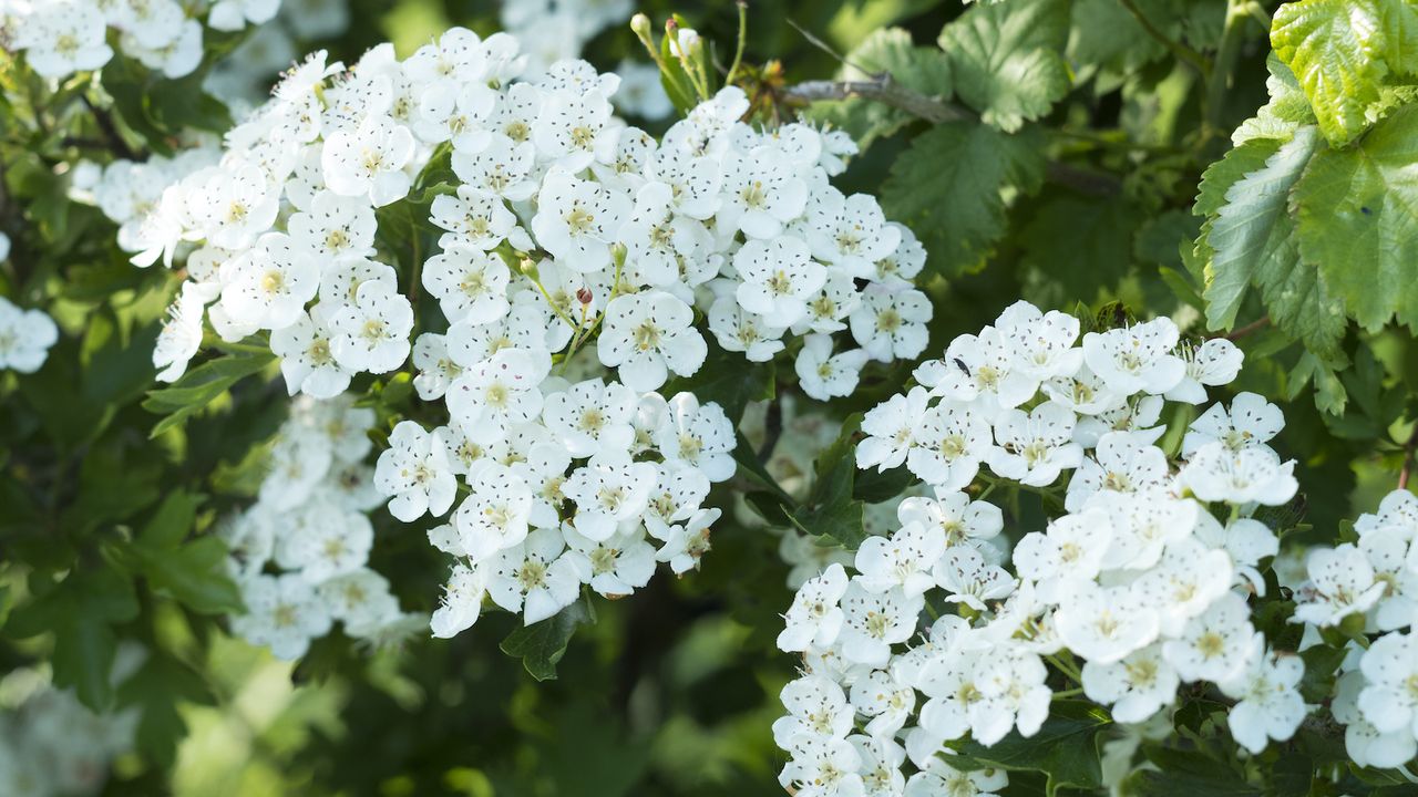 Farmers' Almanac reveals its top flowering tree picks | Woman & Home