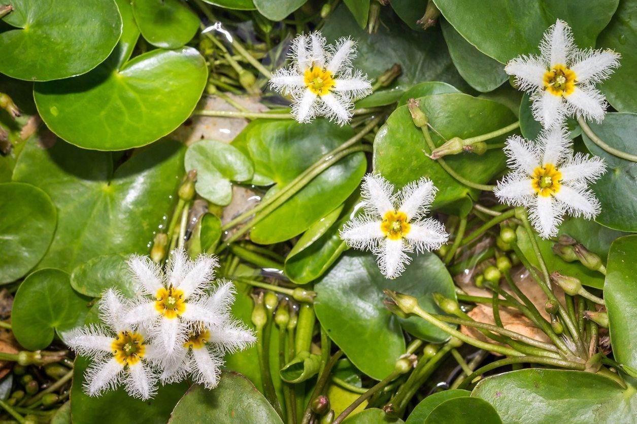 water snowflake