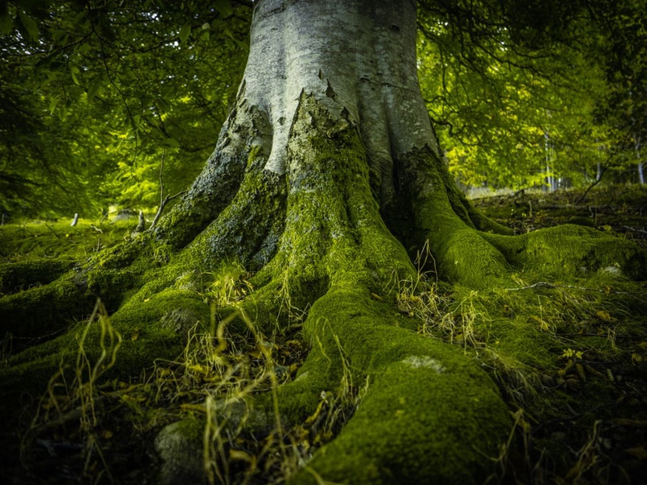 Tree Trunk Roots Covered In Green Moss