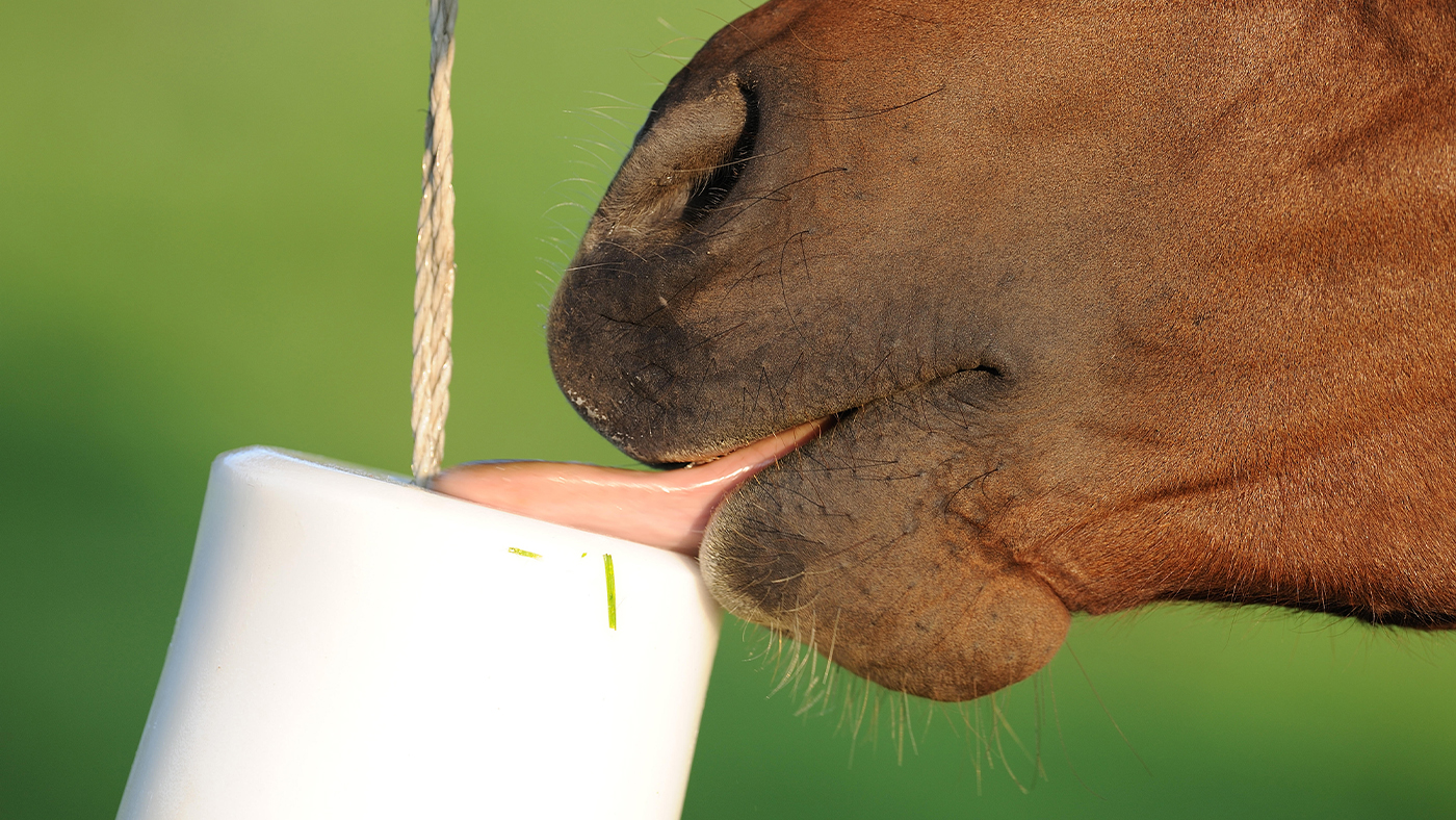 horse licking a salt lick