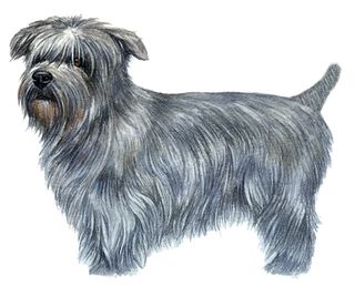 Glen of Imaal terrier