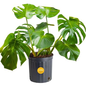 Feng Shui Living Room Plants to Bring Positive Energy Livingetc