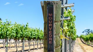 Monastrell vineyard with Mourvedre sign