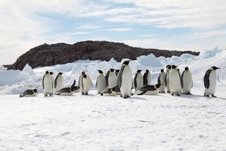A group of emperor penguins waddles across sea ice in Terre Adélie in East Antarctica. These penguins rely on the ice, which is melting as the planet warms, for breeding and raising their young.