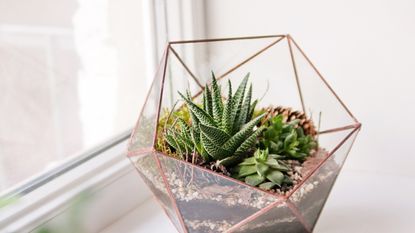 terrarium