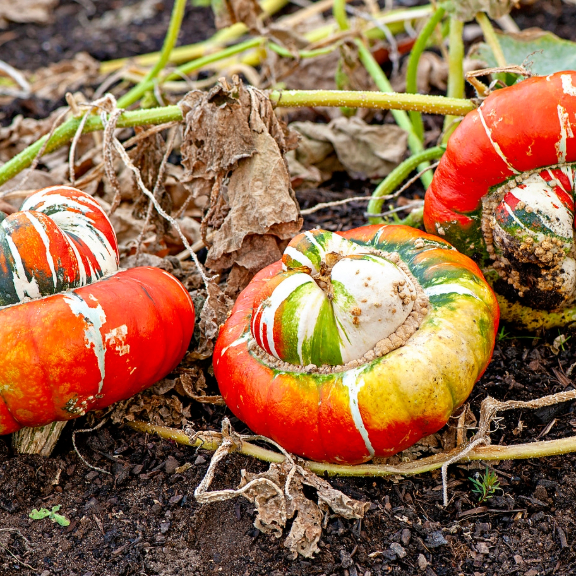 Three turban squashes