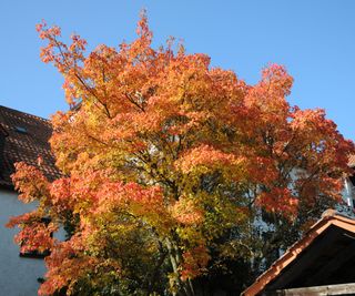 Acer ginnala (Amur maple) in fall
