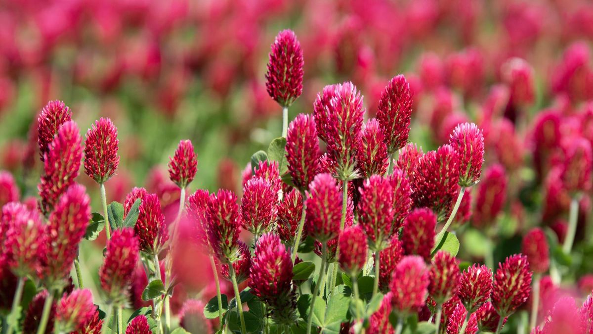 6 Fast-Growing Cover Crops to Sow in September for Richer Soil by Spring