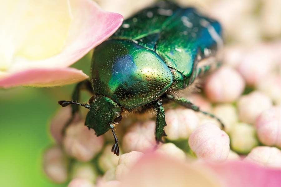 AZ of Nikon lens jargon from AFP to Zmount Digital Camera World