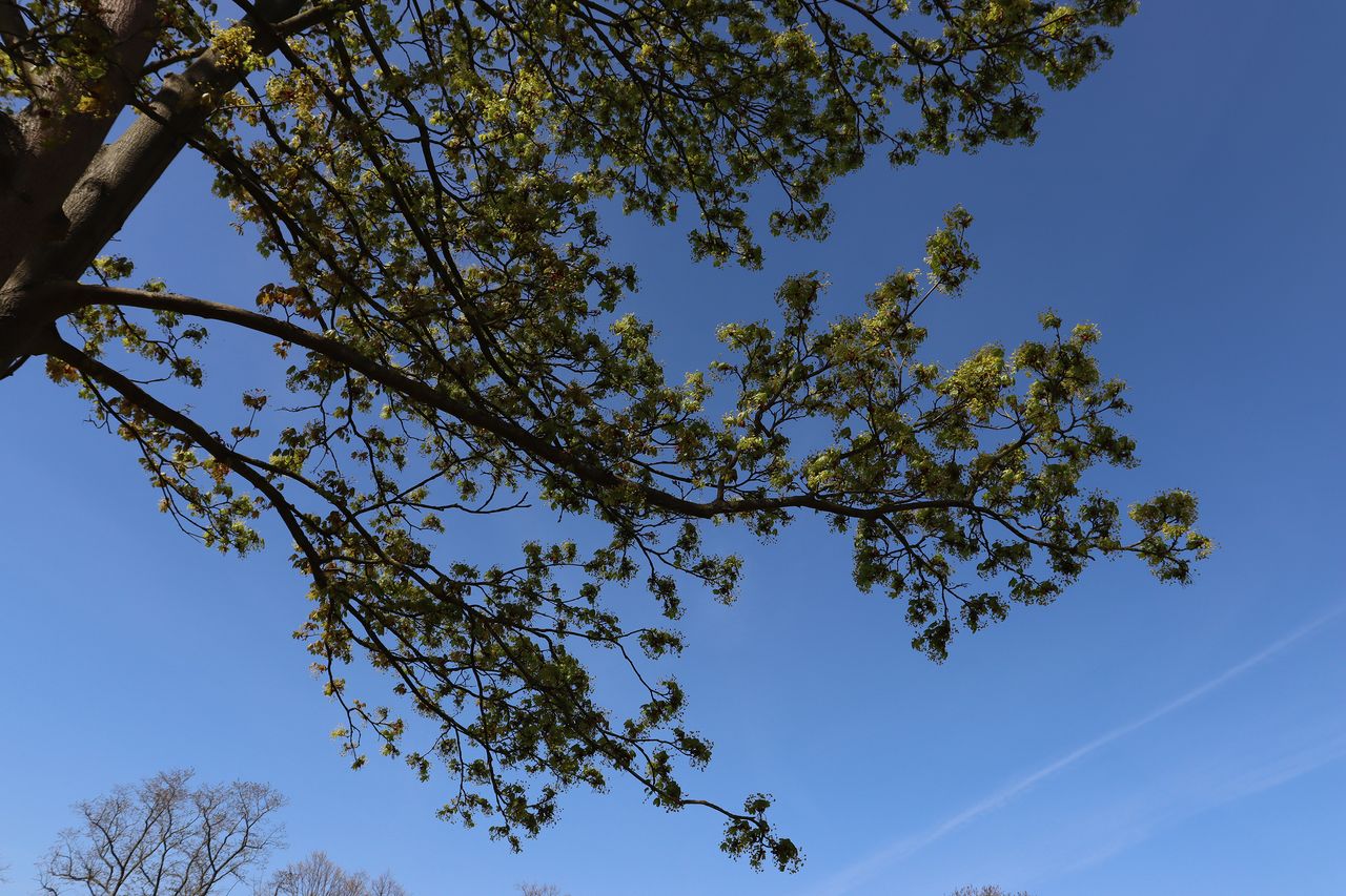 Canon EOS 250D review