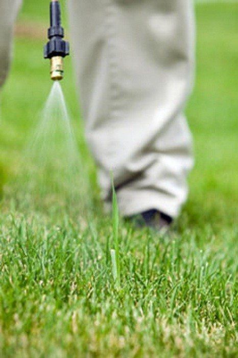 Person Spraying Weed Killer On Lawn