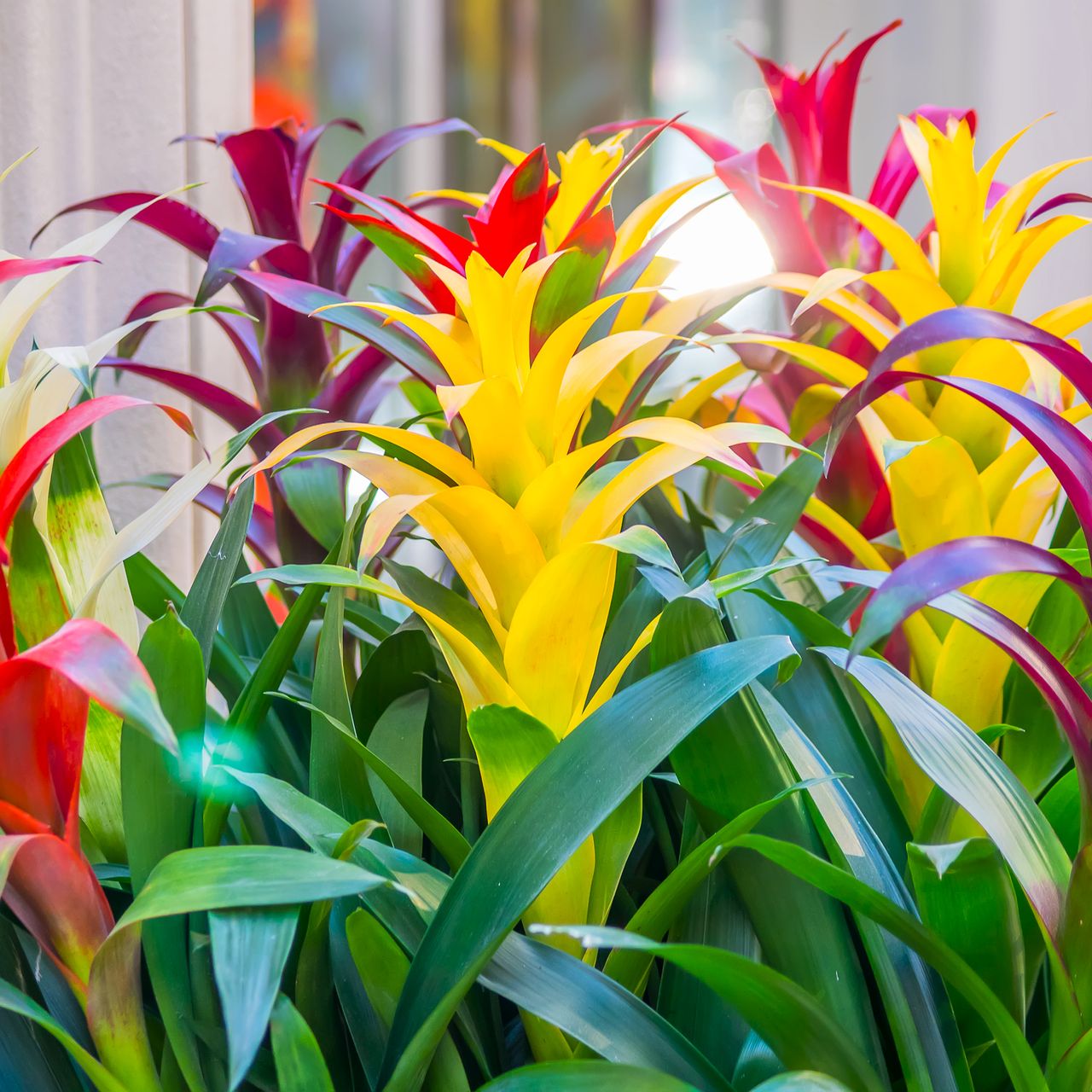 colorful bromeliads 